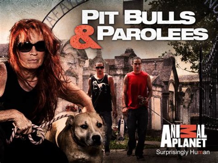 Unleashing Surprising Truths: Pitbulls And Parolees Uncovered